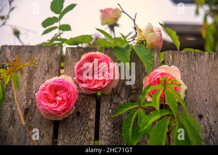 Garden fence with blooming roses and ivy. Romantinc pink rose flower in beautiful scenery of old wooden fence. Stock Photo