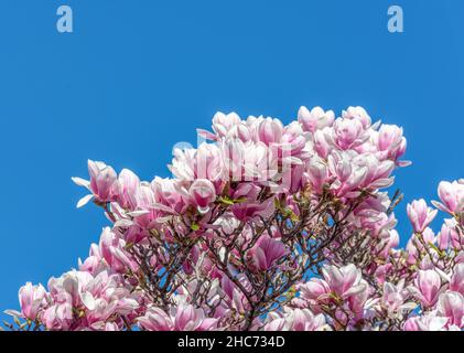 Pink magnolia flowers on the top of the tree with blue sky in the background Stock Photo