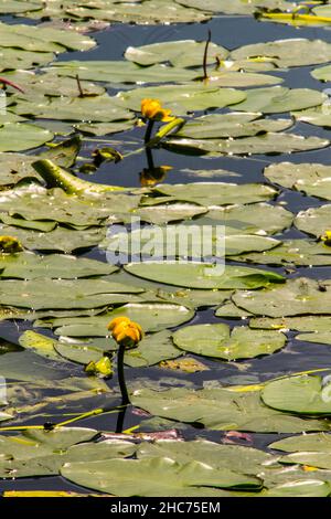 Closeup of yellow water-lilies (Nuphar lutea) in the pond Stock Photo