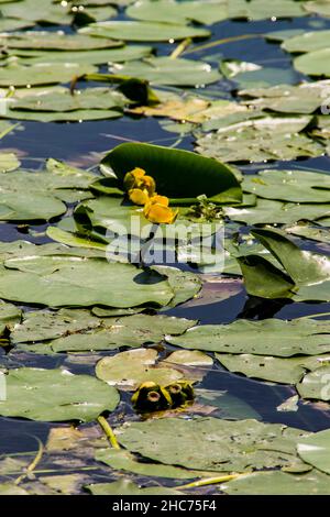 A vertical shot of yellow water-lilies in the pond Stock Photo