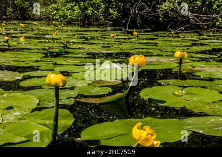 Closeup of brandy-bottle yellow flowers in the pond Stock Photo