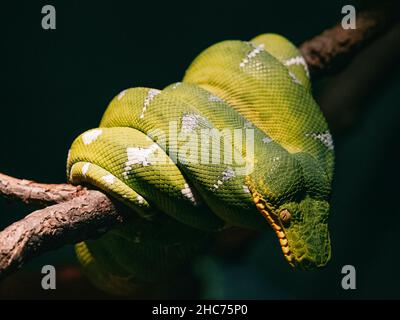 Closeup shot of a green snake on a tree in a jungle Stock Photo