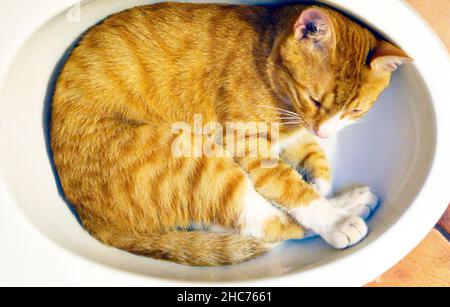 Red cat lay down in a small bath to take a shower, background Stock Photo