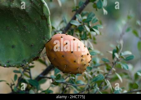 Prickly pear cactus with unripe fruits, close-up Stock Photo