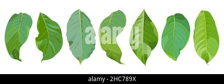 Set of green walnut leaves on white background Stock Vector