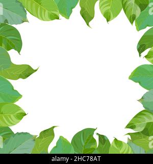 Frame, wreath of green walnut leaves on a white background Stock Vector
