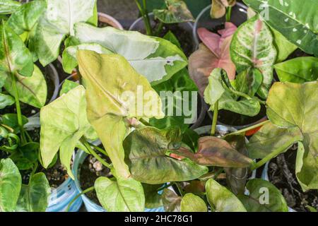 Best Syngonium Varieties. collectible plants Stock Photo