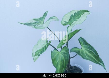 Syngonium Three Kings potted house plant Stock Photo