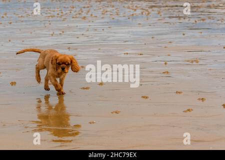 A dog cavalier king charles, a ruby puppy running on the beach Stock Photo