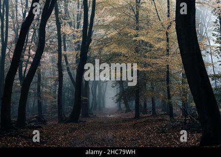 Shot of long tall trees in the forest in foggy weather. Stock Photo