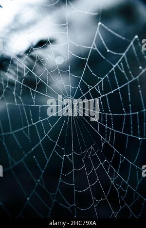 Vertical closeup shot of a spider web on the blurred background. Stock Photo
