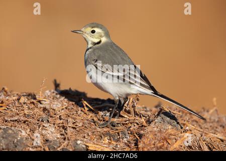 White Wagtail (Motacilla alba), first winter juvenile standing on manure, Campania, Italy Stock Photo