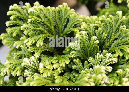 Closeup of the variegated tips on a Frosted Tip Moss Stock Photo