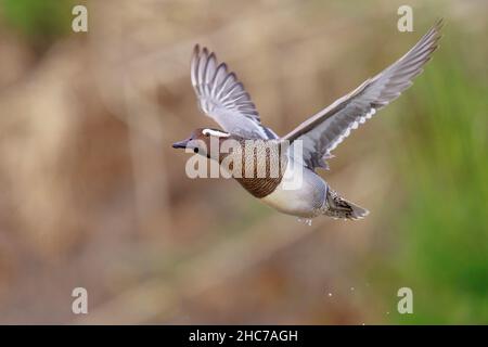 Garganey (Anas querquedula), adult male in flight, Campania, Italy Stock Photo