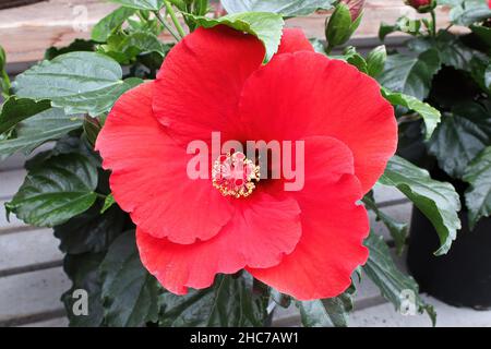 Closeup of a red Hibiscus flower against a green background Stock Photo