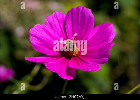 A single purple cosmos flower in full bloom with a honey bee pollinating in a garden in Nanaimo, Vancouver Island, BC, Canada in July Stock Photo