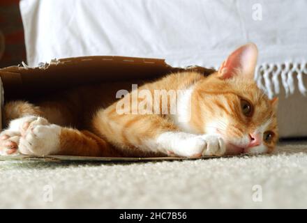Pretty adult red cat sleeps in box Stock Photo