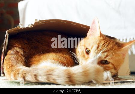 Pretty adult red cat sleeps in box Stock Photo