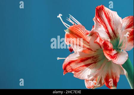 White-pink flowers of Amaryllis flower or Hippeastrum Gervase against blue background with empty space. Stock Photo