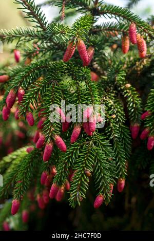 Young red cones on spruce branches close up. Evergreen tree natural background. Stock Photo