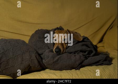 Beautiful purebred red-haired dachshund, also called dachshund, Viennese dog or dachshund, sleeping wrapped in a blanket on his bed and on the sofa, l