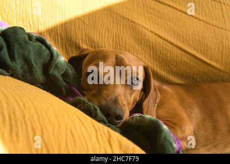 Beautiful purebred red-haired dachshund, also called dachshund, Viennese dog or dachshund, sleeping wrapped in a blanket on his bed and on the sofa, l
