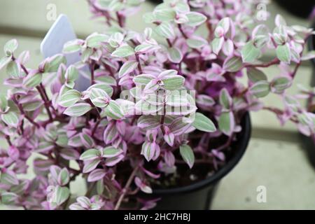 Top view of the pink and green leaves on a Callisia Stock Photo