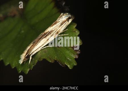 Fungus moth (Erechthias chasmatias) Stock Photo