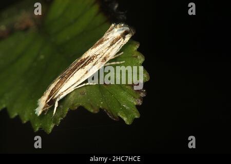 Fungus moth (Erechthias chasmatias) Stock Photo