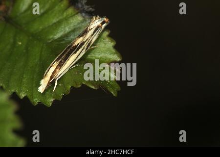 Fungus moth (Erechthias chasmatias) Stock Photo