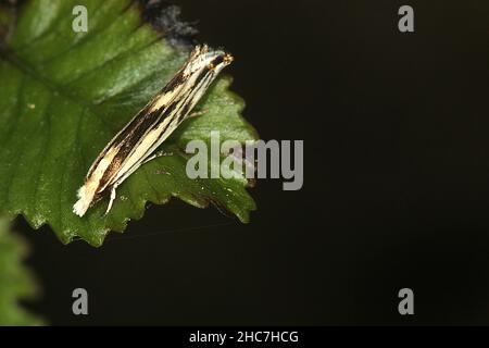 Fungus moth (Erechthias chasmatias) Stock Photo