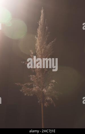 Common dry reed, on a black background. Dry cane on a dark background with camera highlights Stock Photo