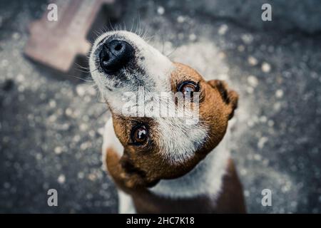 High angle shot of a cute, brown and white dog with a blurred background Stock Photo