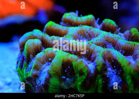 Maze Brain LPS Coral - Platygyra sp. Stock Photo