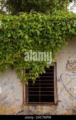 Vertical shot of crawling and blooming ivy on a stone wall Stock Photo