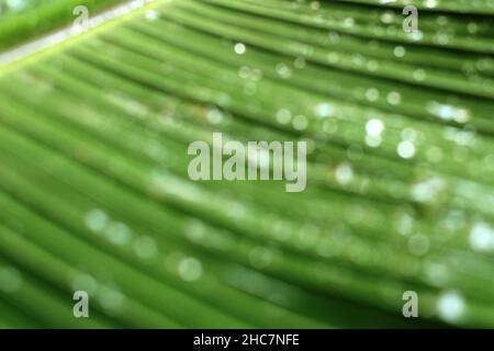 Green Bokeh Background, Green Bokeh Abstract from Banana Leaf, SUitable for Background Stock Photo