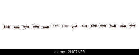 Black ant trail. Working insect curve group silhouettes isolated on white background. Vector illustration. Stock Vector