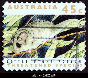 AUSTRALIA - CIRCA 1992: A stamp printed in Australia from the 'Threatened Species' issue shows Little pygmy-possum (Cercartetus lepidus), circa 1992. Stock Photo