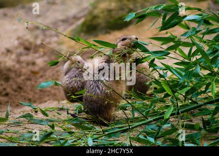 Speckled ground squirrel eating leaves of a green plant Stock Photo