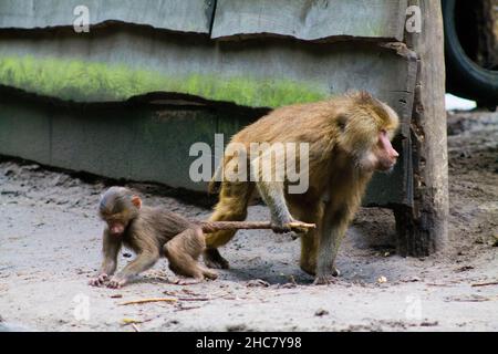 Female hamadryas baboon with an infant in a zoo Stock Photo