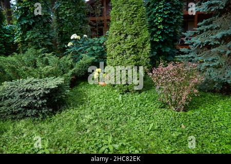 green garden with dwarf spruce, thuja, barberry, hydrangea, wild grapes, blue spruce Copy space Stock Photo