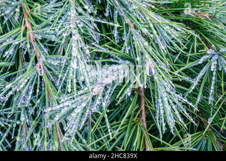 Detailed view of droplets of rain and drizzle on needles and twigs of a blue cedar tree Stock Photo