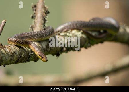 Aesculapian Snake (Zamenis longissimus), Bieszczady Mountains, the Carpathians, Poland. Stock Photo