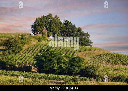 View of the vineyards in Saint Emilion, Gironde, Aquitaine, France, Europe Stock Photo