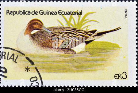Cancelled postage stamp printed by Equatorial Guinea, that shows Northern Pintail (Anas acuta), circa 1978. Stock Photo