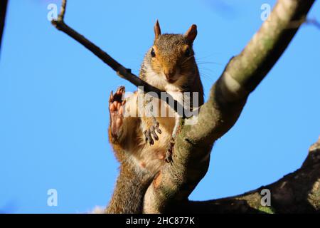 Closeup shot of a fluffy squirrel on a tree on a blue sky background Stock Photo