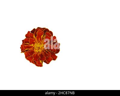 One large marigold flower, close-up shot, top view. The flower is isolated on a white background. Stock Photo