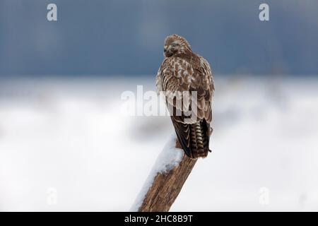 Common Buzzard, perched on post, on snow covered field, in winter, Lower Saxony, Germany Stock Photo