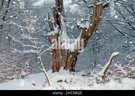 Ancient Oak Tree, in winter, with snowfall, Sababurg ancient forest reserve, North Hessen, Germany Stock Photo