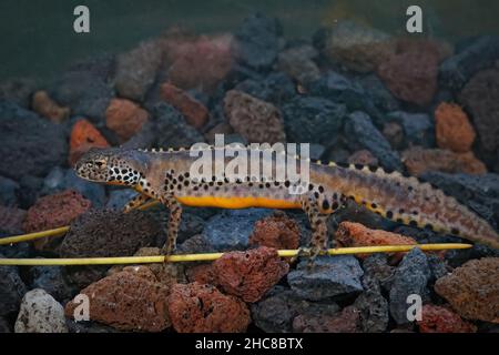 Closeup on an gorgeous and colorful adult male Alpine newt, Ichthyosaura alpestris underwater sitting on gravel Stock Photo